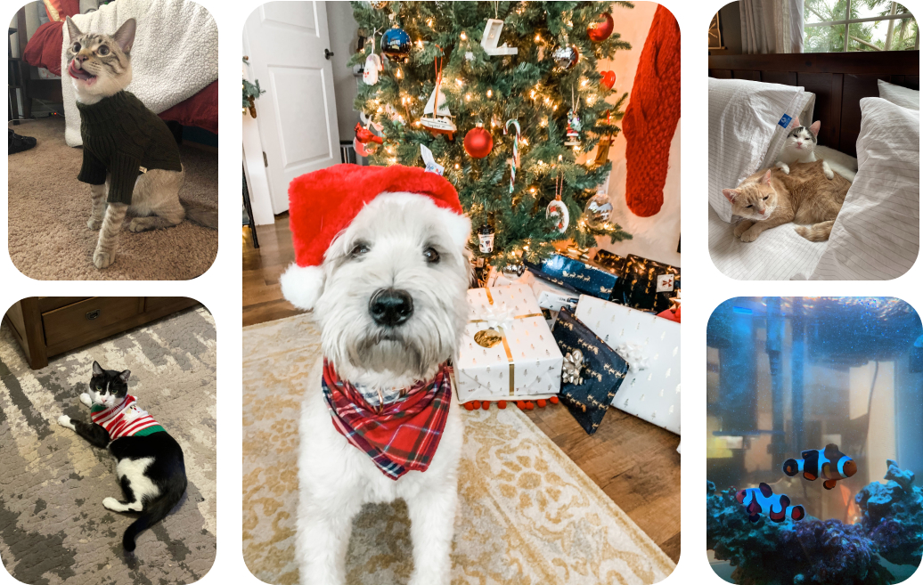 A collage of some of the pets of ScriptDrop!